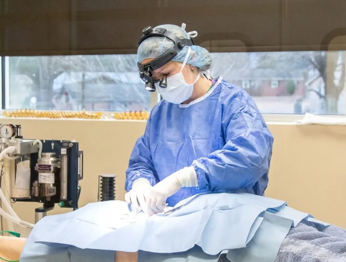 Surgery in a vet clinic