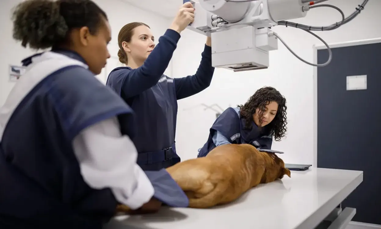 X ray on a dog in a vet clinic