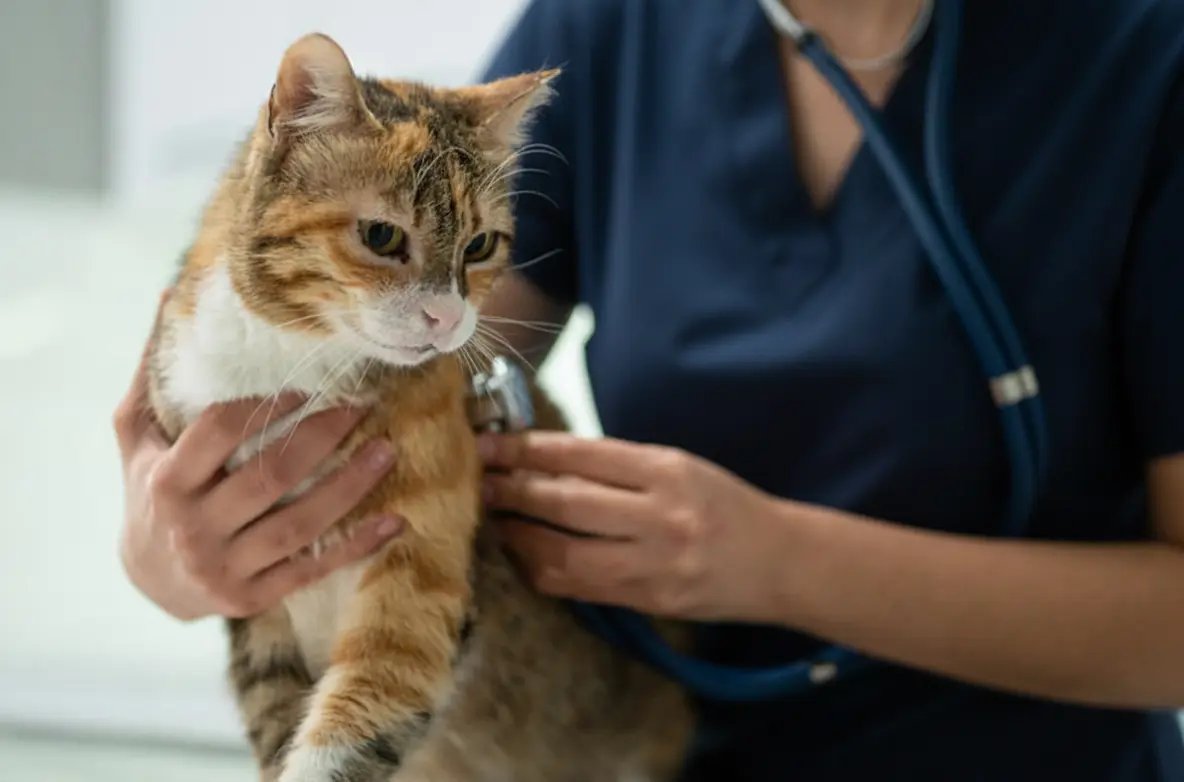 Vet consultation on a cat