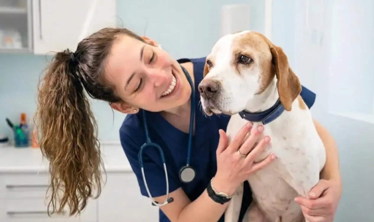 Vet consultation on a beagle