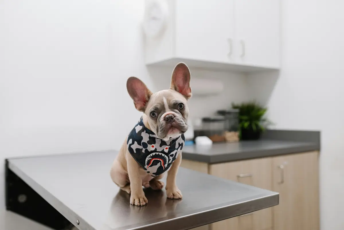 Cachorro de bulldog francés en la mesa de consulta veterinaria