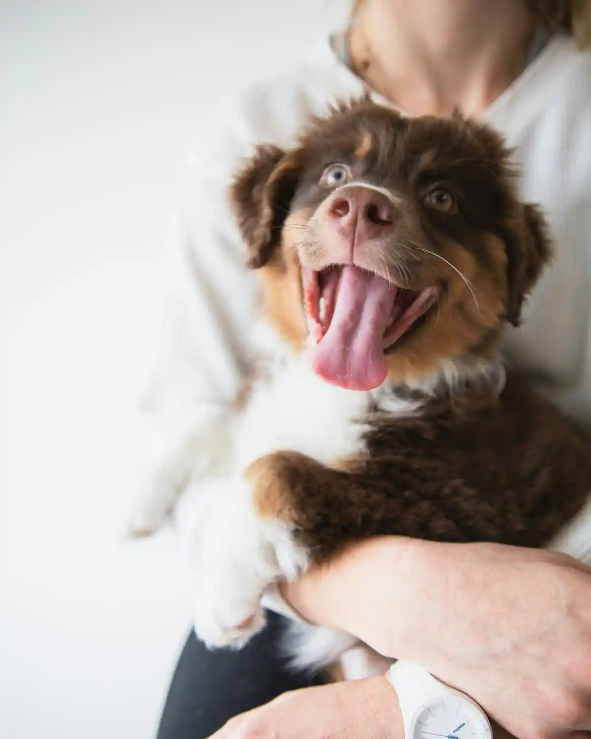 Cachorro de pastor australiano en brazos de su propietaria durante una revisión veterinaria