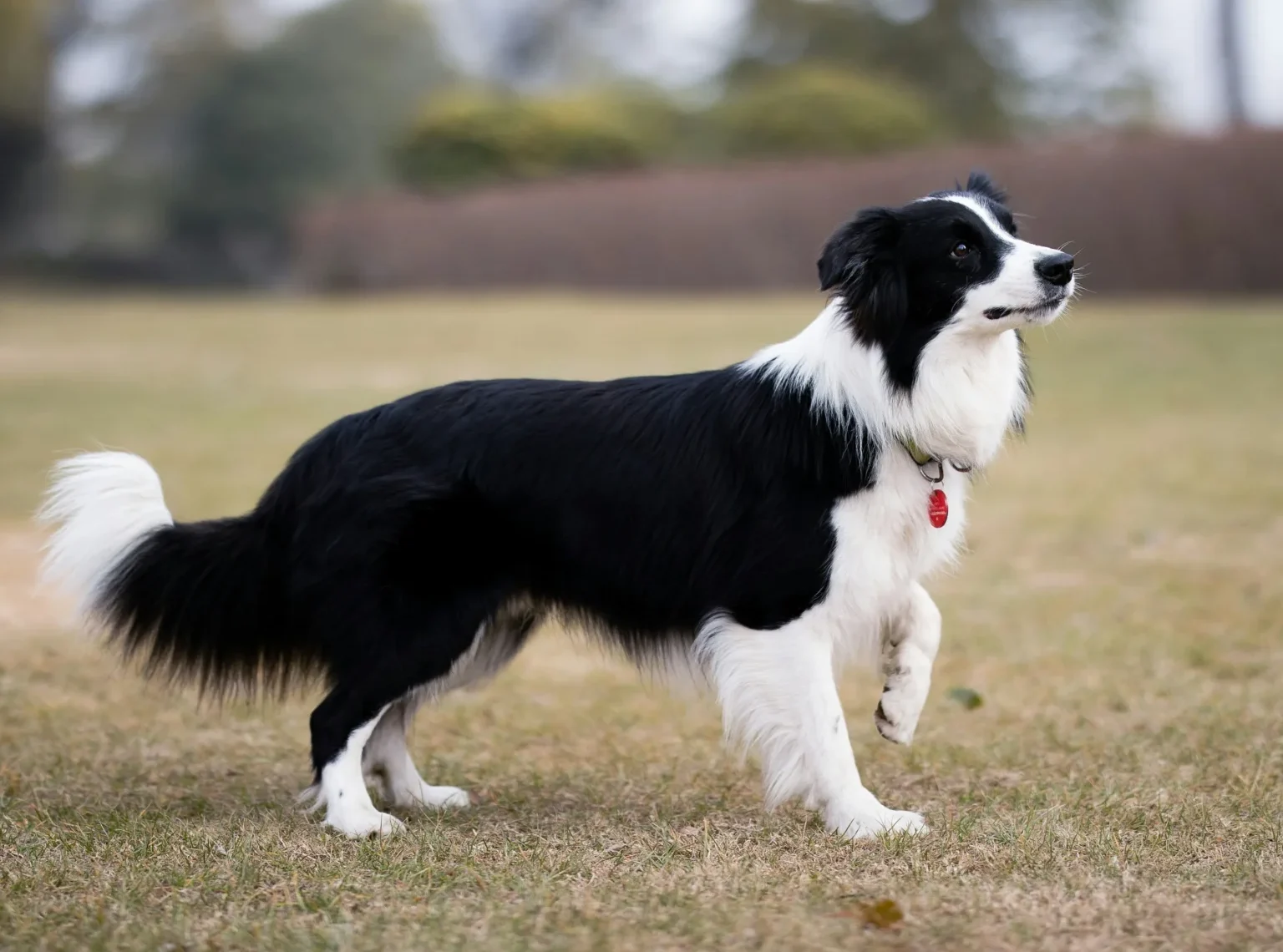 Cojera perro