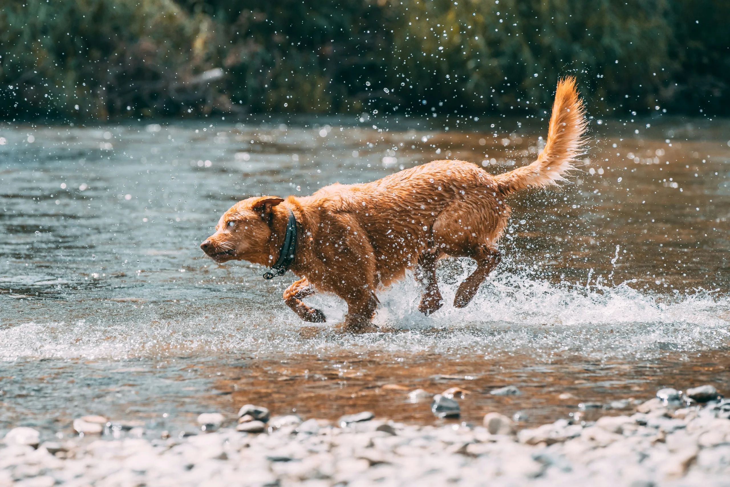 PERRO-RIO-WEB
