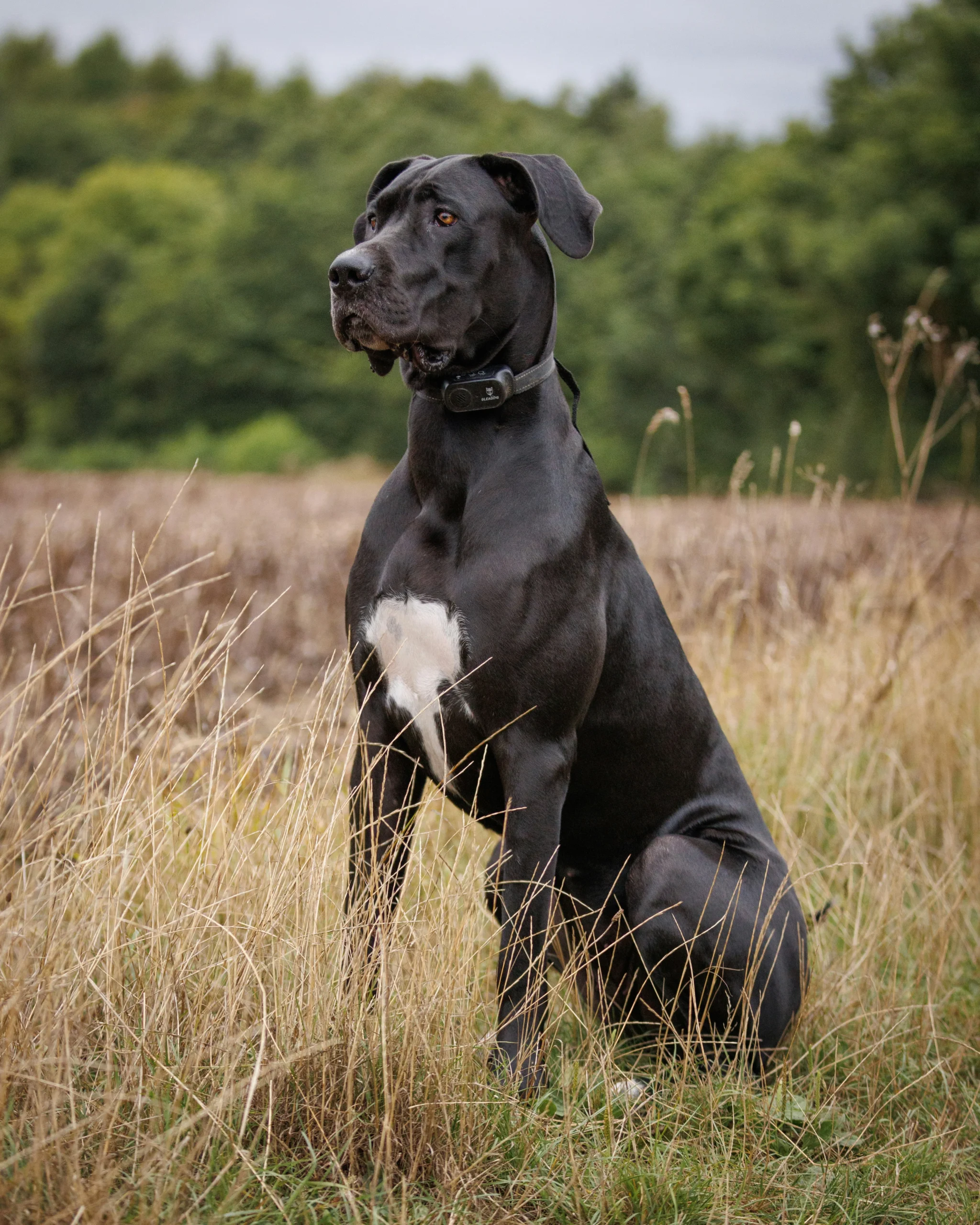 dog-web
