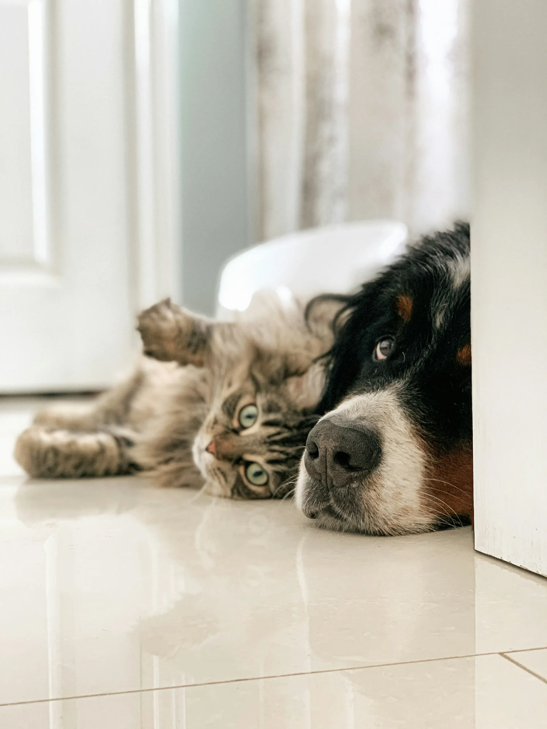 Perro y gato.