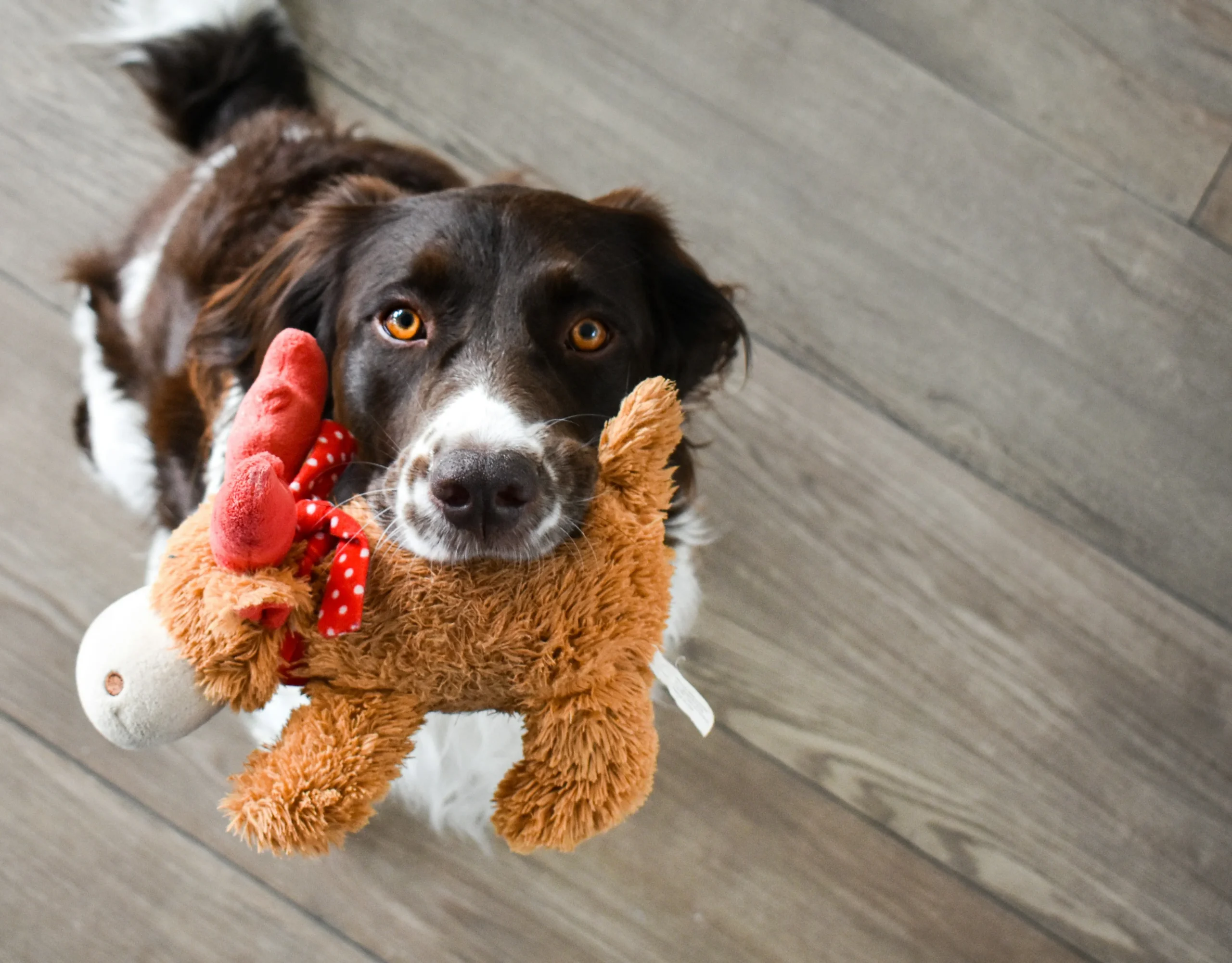 perro-web-toy